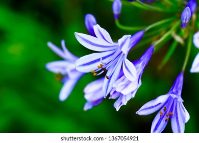 Pretty Purple Agapanthus