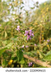 Pretty Purple Colour Roadside Flowers 