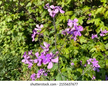 pretty purple flowers along the way