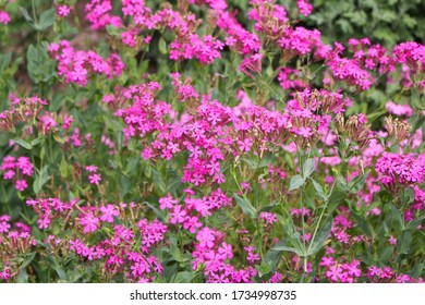 Silene Armeria の画像 写真素材 ベクター画像 Shutterstock