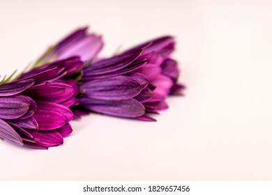 Pretty Purple Flowers White Background And Small Aperture