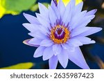 A pretty purple water lily flower on the pond