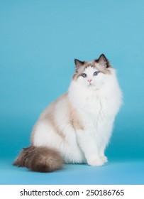 Pretty Rag Doll Cat Posing In Front Of A Blue Background