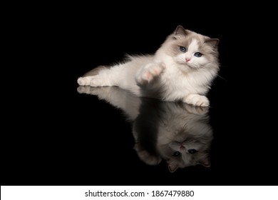 Pretty Ragdoll Cat With Blue Eyes Lying Down Looking At The Reaching To The Camera With His Paw On A Black Background With Reflection