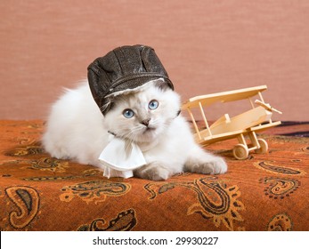 Pretty Ragdoll kitten wearing pilot outfit with miniature wooden biplane