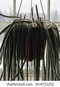 Pretty Rat Tail Cactus, Hanging In A Window.