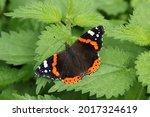 A pretty Red Admiral Butterfly, Vanessa atalanta, perched on a stinging nettle leaf.
