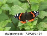 A pretty Red Admiral Butterfly (Vanessa atalanta) perched on a stinging nettle leaf.