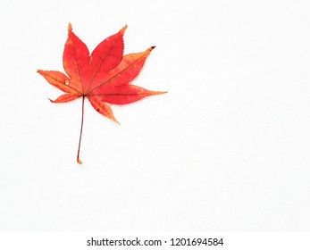 Pretty red maple leaf image on white background