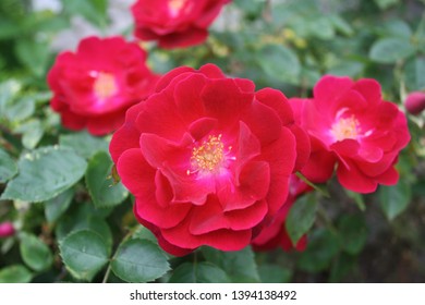Pretty Red Roses and Leaves