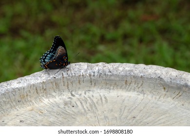 The Pretty Red Spotted Purple Admiral Shows Off Both The Inside And Outside Of Its Beautifully Marked Wings In This Ventral View. The Butterfly Rests On The Edge Of An Empty Cement Bird Bath. Bokeh