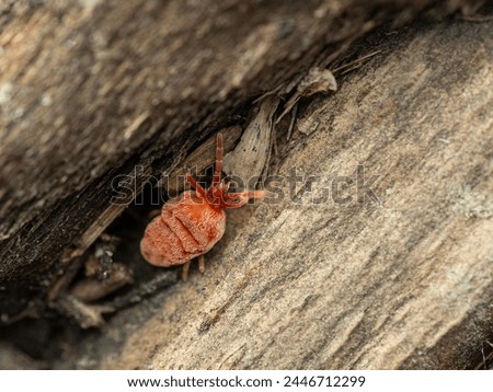 Pretty red velvet mite, Trombidiidae species, crawling on a rotten log