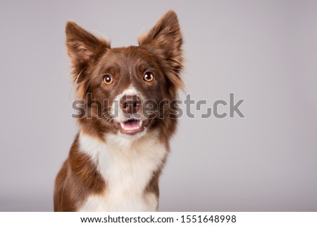 Pretty red and white border collie dog