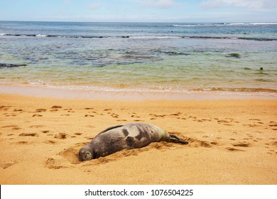 Pretty relaxing  seal in the beach, Hawaii, USA - Shutterstock ID 1076504225