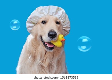 dog shower cap