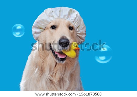 Pretty retriever wearing shower hat while bathing