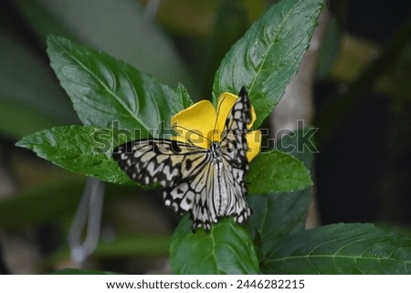 Pretty rice paper butterfly on a small flowering yellow flower blossom.
