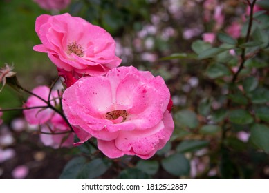 Pretty Rose  Cliff Richard Blossom In The Garden