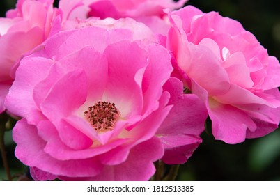 Pretty Rose  Cliff Richard Blossom In The Garden