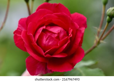 Pretty Rose Closeup. China Rose Is A Southwest China Native.