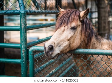 Pretty Sad Horse