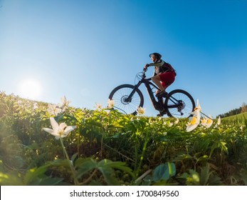 pretty senior woman riding her electric mountain bike in early springtime in the Allgau mountains near Oberstaufen, in warm evening light with blooming spring flowers in the Foreground