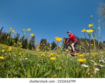 pretty senior woman riding her electric mountain bike in  springtime in the Allgau mountains near Oberstaufen, in warm evening light with blooming spring flowers in the Foreground, Bavaria, Germany