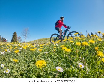 Pretty Senior Woman Riding Her Electric Mountain Bike In  Springtime In The Allgau Mountains Near Oberstaufen, In Warm Evening Light With Blooming Spring Flowers In The Foreground, Bavaria, Germany