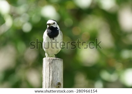 Similar – European Pied Flycatcher