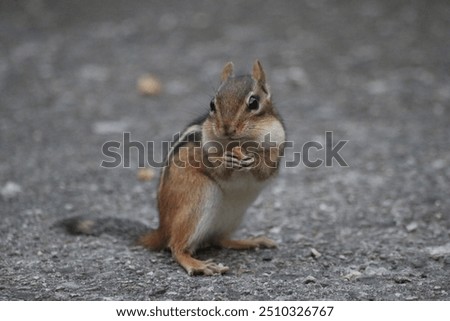 Pretty  small chipmunk with seeds