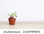 A pretty small succulent plant known as Sedum adolphi or Sedum firestorm in a small brown pot on left side of wooden surface against white background, decorating home interior, minimalism