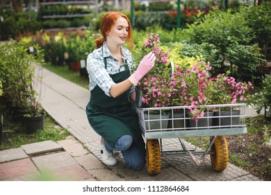 Pretty smiling florist in apron and pink gloves happily working with flowers in garden cart in greenhouse - Powered by Shutterstock