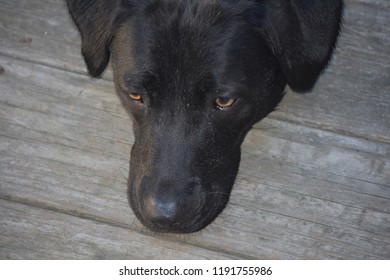 41 Chin labrador Images, Stock Photos & Vectors | Shutterstock