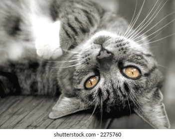 Pretty tabby cat, upside down on outside table. - Powered by Shutterstock