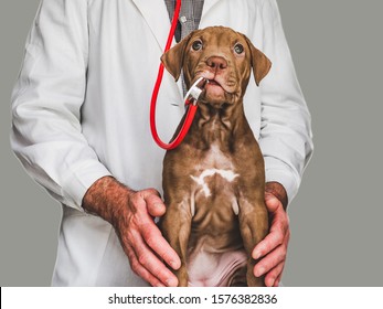 Pretty, tender puppy of chocolate color at the reception at the vet doctor. Close-up, isolated background. Studio photo. Concept of care, education, obedience training and raising of pets