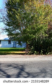 Pretty Trees By A Quaint Village Hall