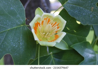 Pretty Tulip Tree Flower Magnolia Family 