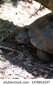 145 Turtle she Images, Stock Photos & Vectors | Shutterstock