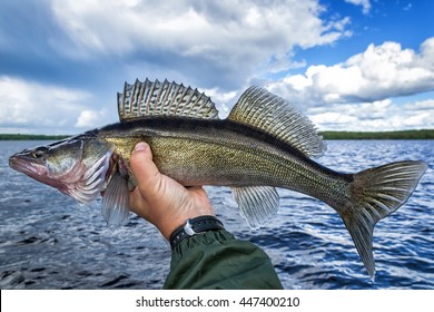 Pretty Walleye Fish