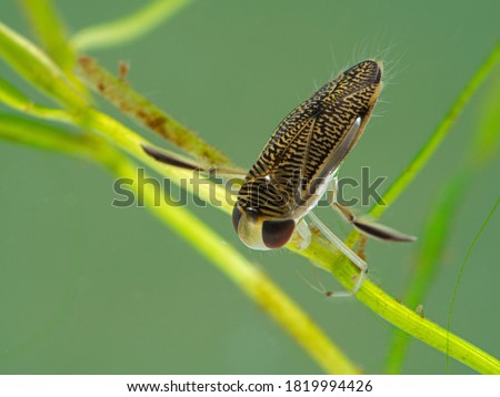 Pretty water boatman insect (Corixidae species) perched underwater on an aquatic plant. Delta, British Columbia, Canada