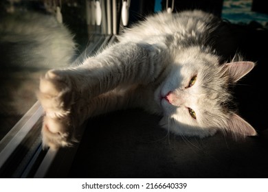 Pretty white cat with black spots lying on table, standing stretching side ways. Looking ahead with mesmerizing eyes. Stretching cat near window with reflection.