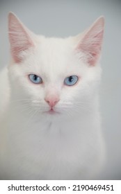 Pretty White Cat With Bright Blue Eyes