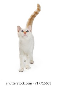 Pretty White Cat Walking Forward While Looking Up 