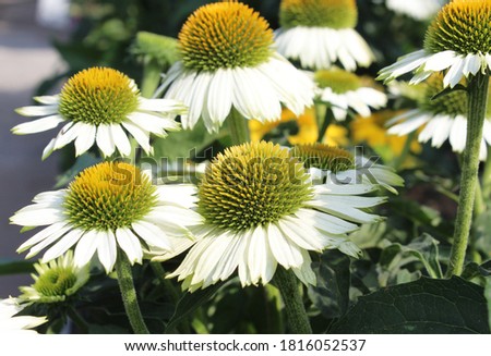 The pretty white flowers of Echinacea purpurea 'Pow Wow White'. In close up outdoors. Cone Flower.