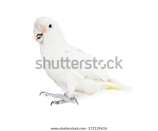 female goffin cockatoo