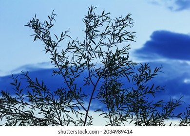 Pretty Willow Branches On Background Of Charming Blue Evening Sky