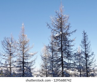 Pretty Winter Scene In WA Cascade Mountains And Wenatchee National Forest. Several Bare Larch Trees With Fresh White Snow On The Dark Branches. Beautiful Blue Sky Background On A Nice December Day.