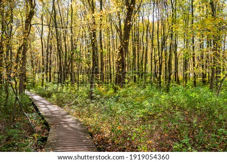 Pretty wooden boardwalk path winding through a green forest dappled with sunlight in autumn
