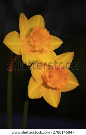 Pretty yellow daffodils in Spring