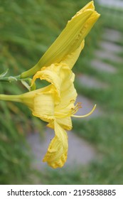 A Pretty Yellow Daylily Flower